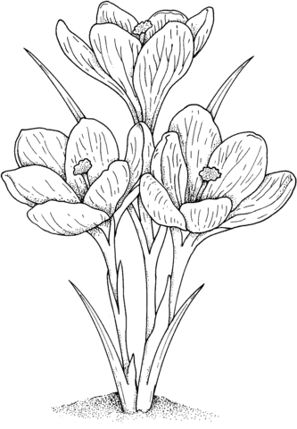 Garden Crocus Coloring Page